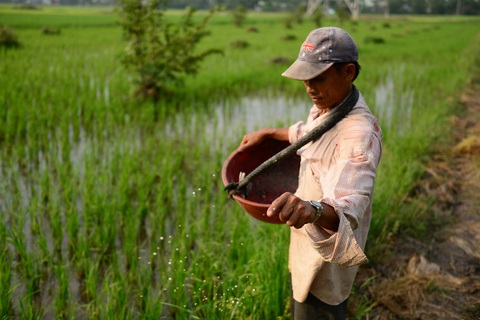 Không thể dừng xuất khẩu phân bón bất chấp giá trong nước đang tăng cao - Ảnh 1. Không thể dừng xuất khẩu phân bón bất chấp giá trong nước đang tăng cao - Ảnh 1.