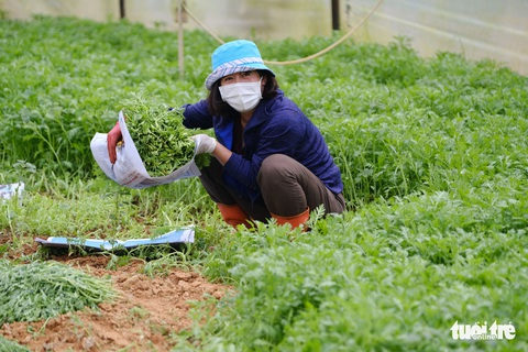 Người Đà Lạt hào phóng, tặng Sài Gòn nguyên vườn rau - Ảnh 1. Người Đà Lạt hào phóng, tặng Sài Gòn nguyên vườn rau - Ảnh 1.