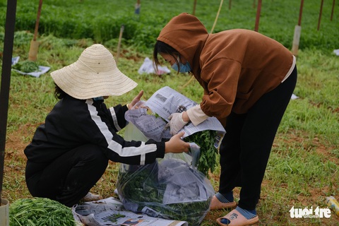 Người Đà Lạt hào phóng, tặng Sài Gòn nguyên vườn rau - Ảnh 2. Người Đà Lạt hào phóng, tặng Sài Gòn nguyên vườn rau - Ảnh 2.