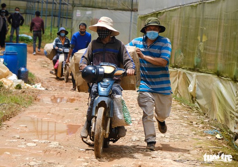 Người Đà Lạt hào phóng, tặng Sài Gòn nguyên vườn rau - Ảnh 9. Người Đà Lạt hào phóng, tặng Sài Gòn nguyên vườn rau - Ảnh 9.