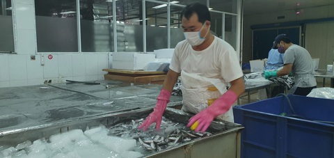 Người Đà Nẵng gửi 7 tấn cá tươi tiếp sức Sài Gòn chống dịch - Ảnh 4. Người Đà Nẵng gửi 7 tấn cá tươi tiếp sức Sài Gòn chống dịch - Ảnh 4.