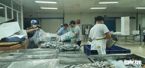 Người Đà Nẵng gửi 7 tấn cá tươi tiếp sức Sài Gòn chống dịch - Ảnh 3. Người Đà Nẵng gửi 7 tấn cá tươi tiếp sức Sài Gòn chống dịch - Ảnh 3.