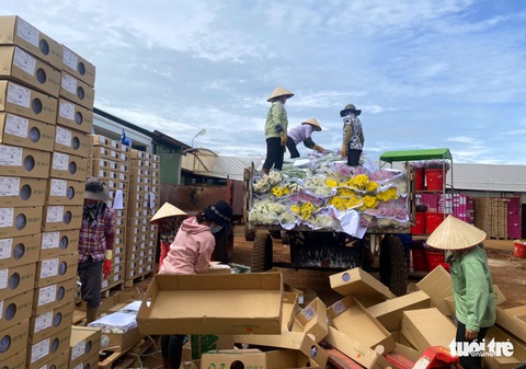 Vướng quy định mới, hoa Đà Lạt xuất khẩu phải xay làm phân - Ảnh 2. Vướng quy định mới, hoa Đà Lạt xuất khẩu phải xay làm phân - Ảnh 2.