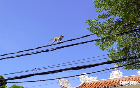 Đói ăn, đàn khỉ Vũng Tàu xuống núi? - Ảnh 2. Đói ăn, đàn khỉ Vũng Tàu xuống núi? - Ảnh 2.