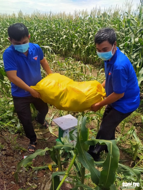 Chuyến xe yêu thương chở gần 10 tấn bắp đến tận tay người dân - Ảnh 2. Chuyến xe yêu thương chở gần 10 tấn bắp đến tận tay người dân - Ảnh 2.