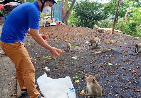 Vũng Tàu tiếp tế trái cây cho khỉ để dụ chúng về lại núi - Ảnh 1. Vũng Tàu tiếp tế trái cây cho khỉ để dụ chúng về lại núi - Ảnh 1.