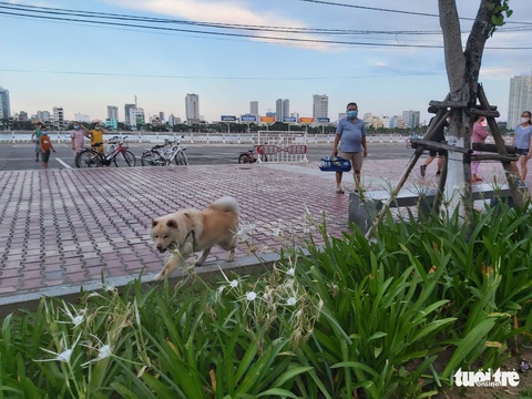 Đà Nẵng lập các tổ, đội bắt giữ chó thả rông nơi công cộng - Ảnh 1. Đà Nẵng lập các tổ, đội bắt giữ chó thả rông nơi công cộng - Ảnh 1.