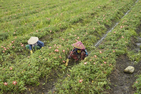 Những người dám giã từ ký lương - Kỳ 1: Rời TP.HCM về quê trồng dược liệu - Ảnh 3. Những người dám giã từ ký lương - Kỳ 1: Rời TP.HCM về quê trồng dược liệu - Ảnh 3.