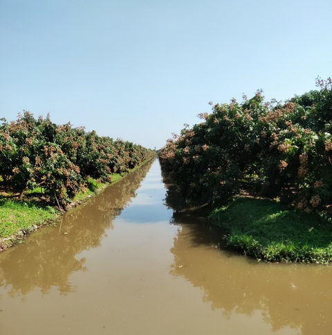 Hàng trăm tấn sữa bò, nhãn của bà con Nông trường Sông Hậu có nguy cơ phải đổ - Ảnh 2. Hàng trăm tấn sữa bò, nhãn của bà con Nông trường Sông Hậu có nguy cơ phải đổ - Ảnh 2.