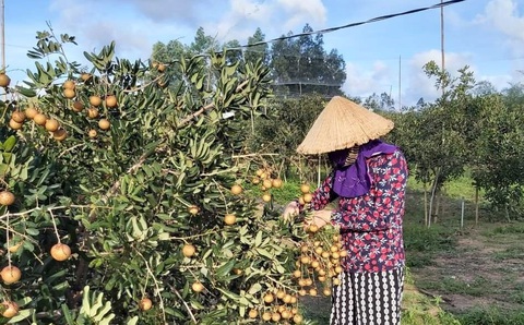 Đề nghị hỗ trợ giải cứu 1.300 tấn nhãn xuồng cơm vàng, giá 15.000 đồng/kg - Ảnh 1. Đề nghị hỗ trợ giải cứu 1.300 tấn nhãn xuồng cơm vàng, giá 15.000 đồng/kg - Ảnh 1.