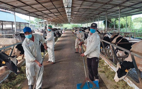 Hàng trăm tấn sữa có nguy cơ đổ bỏ - Ảnh 1. Hàng trăm tấn sữa có nguy cơ đổ bỏ - Ảnh 1.
