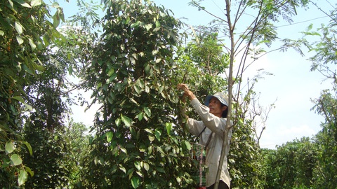 Hạt tiêu bị hải quan coi là dược liệu phải kiểm soát khi xuất khẩu? - Ảnh 1. Hạt tiêu bị hải quan coi là dược liệu phải kiểm soát khi xuất khẩu? - Ảnh 1.