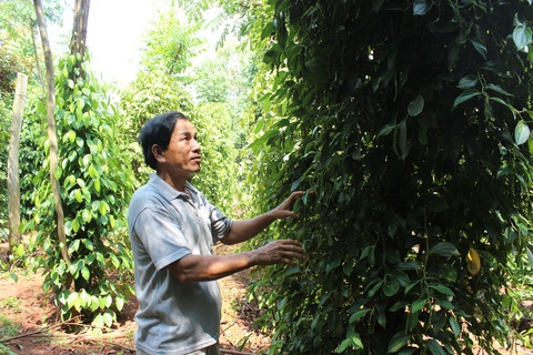 Hạt tiêu bị hải quan coi là dược liệu phải kiểm soát khi xuất khẩu? - Ảnh 2. Hạt tiêu bị hải quan coi là dược liệu phải kiểm soát khi xuất khẩu? - Ảnh 2.
