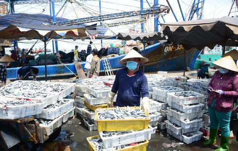 Ghe cá La Gi có gắn thiết bị giám sát hành trình sẽ được vươn khơi trở lại - Ảnh 1. Ghe cá La Gi có gắn thiết bị giám sát hành trình sẽ được vươn khơi trở lại - Ảnh 1.