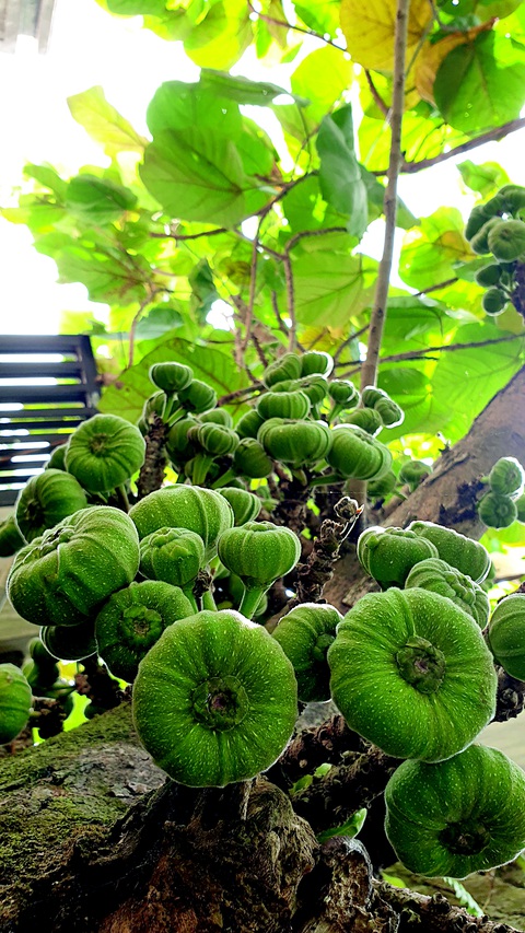 Ngày giãn cách, đủ món từ trái vả - Ảnh 2. Ngày giãn cách, đủ món từ trái vả - Ảnh 2.
