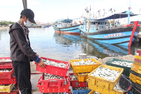 Đóng cửa cảng cá lớn nhất miền Trung, Đà Nẵng vẫn còn hơn 200 tấn thủy sản chờ tiêu thụ - Ảnh 3. Đóng cửa cảng cá lớn nhất miền Trung, Đà Nẵng vẫn còn hơn 200 tấn thủy sản chờ tiêu thụ - Ảnh 3.