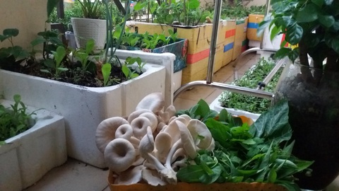 Ở chung cư 34m2 vẫn có khu vườn trên mây - Ảnh 1. Ở chung cư 34m2 vẫn có khu vườn trên mây - Ảnh 1.