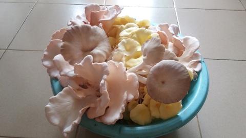 Ở chung cư 34m2 vẫn có khu vườn trên mây - Ảnh 3. Ở chung cư 34m2 vẫn có khu vườn trên mây - Ảnh 3.