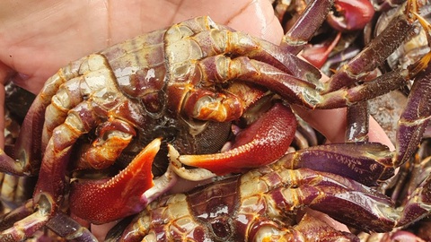 Những người dám giã từ ký lương - Kỳ 8: Anh cán bộ bỏ việc, về muối ba khía - Ảnh 3. Những người dám giã từ ký lương - Kỳ 8: Anh cán bộ bỏ việc, về muối ba khía - Ảnh 3.