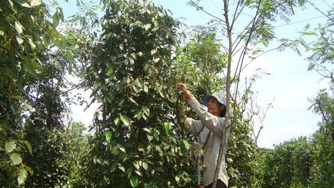 Tổng cục Hải quan đưa hạt tiêu ra khỏi danh mục phải kiểm tra khi xuất khẩu - Ảnh 1. Tổng cục Hải quan đưa hạt tiêu ra khỏi danh mục phải kiểm tra khi xuất khẩu - Ảnh 1.