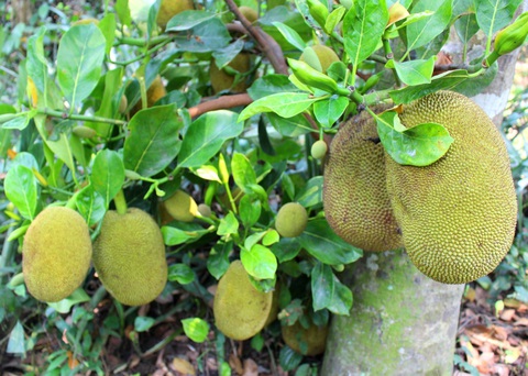 Ăn mít đừng bỏ hạt, để dành làm ram mít xứ Quảng bùi, béo, thơm tho - Ảnh 2. Ăn mít đừng bỏ hạt, để dành làm ram mít xứ Quảng bùi, béo, thơm tho - Ảnh 2.