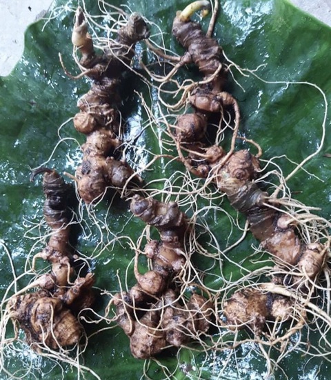 Triết Minh triển khai chương trình Mua Nấm Lim Xanh tặng Sâm Ngọc Linh - Ảnh 2. Triết Minh triển khai chương trình Mua Nấm Lim Xanh tặng Sâm Ngọc Linh - Ảnh 2.
