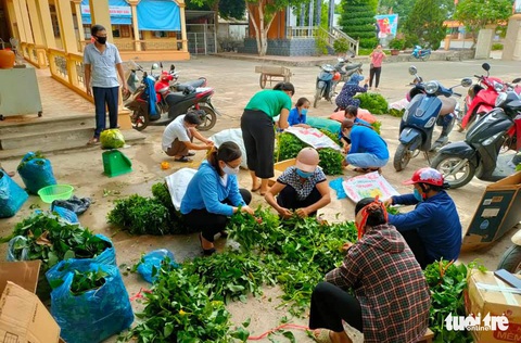 Gom rau từ vườn nhà góp từng xe gửi vùng cách ly - Ảnh 1. Gom rau từ vườn nhà góp từng xe gửi vùng cách ly - Ảnh 1.