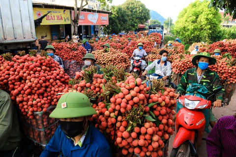 Tin sáng 24-5: Khoai lang, chuối, mít… tràn ra vỉa hè giá rẻ; 100 ngày tập trung tiêu thụ vải thiều - Ảnh 5. Tin sáng 24-5: Khoai lang, chuối, mít… tràn ra vỉa hè giá rẻ; 100 ngày tập trung tiêu thụ vải thiều - Ảnh 5.