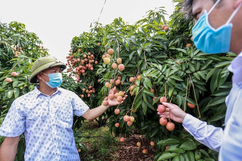 Xúc tiến, đưa vải thiều Bắc Giang sang thị trường Mỹ - Ảnh 1. Xúc tiến, đưa vải thiều Bắc Giang sang thị trường Mỹ - Ảnh 1.