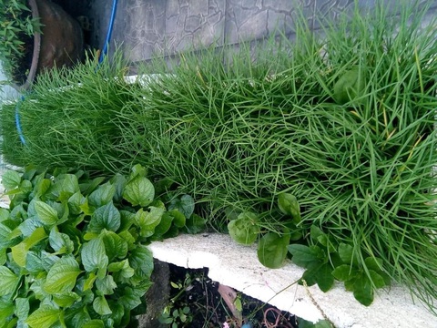 Người phố tăng gia rau xanh - Ảnh 3. Người phố tăng gia rau xanh - Ảnh 3.