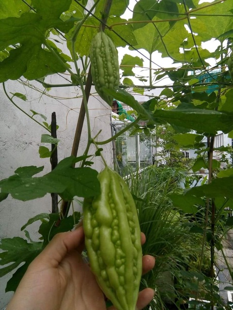 Người phố tăng gia rau xanh - Ảnh 4. Người phố tăng gia rau xanh - Ảnh 4.
