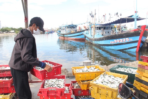 Giải quyết ra sao với tàu cá về lại vùng cách ly ở Đà Nẵng - Ảnh 1. Giải quyết ra sao với tàu cá về lại vùng cách ly ở Đà Nẵng - Ảnh 1.