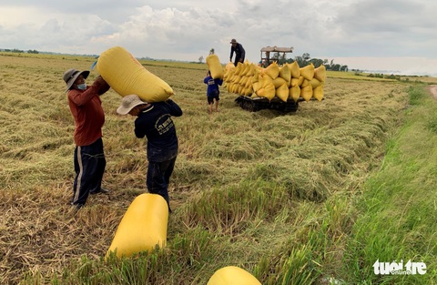 Giá lúa hè thu ‘nhảy múa’, nơi tăng nơi giảm, sau khi ngành nông nghiệp vào cuộc - Ảnh 2. Giá lúa hè thu ‘nhảy múa’, nơi tăng nơi giảm, sau khi ngành nông nghiệp vào cuộc - Ảnh 2.