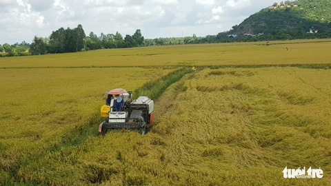 Giá lúa hè thu ‘nhảy múa’, nơi tăng nơi giảm, sau khi ngành nông nghiệp vào cuộc - Ảnh 1. Giá lúa hè thu ‘nhảy múa’, nơi tăng nơi giảm, sau khi ngành nông nghiệp vào cuộc - Ảnh 1.