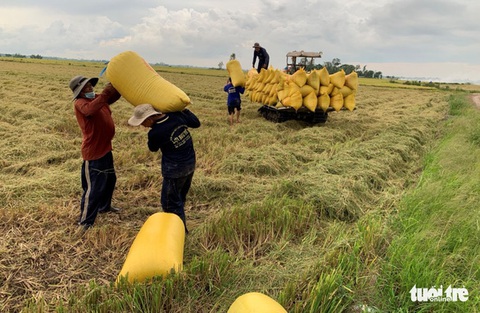 Hỏa tốc đề xuất Chính phủ yêu cầu ngân hàng cho doanh nghiệp vay vốn thu mua lúa gạo - Ảnh 1. Hỏa tốc đề xuất Chính phủ yêu cầu ngân hàng cho doanh nghiệp vay vốn thu mua lúa gạo - Ảnh 1.