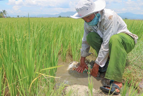 Một mình lo nước tưới cho 240ha lúa của cả làng Chăm đang bị phong tỏa - Ảnh 3. Một mình lo nước tưới cho 240ha lúa của cả làng Chăm đang bị phong tỏa - Ảnh 3.