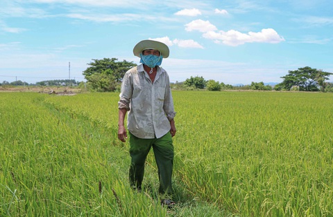 Một mình lo nước tưới cho 240ha lúa của cả làng Chăm đang bị phong tỏa - Ảnh 4. Một mình lo nước tưới cho 240ha lúa của cả làng Chăm đang bị phong tỏa - Ảnh 4.