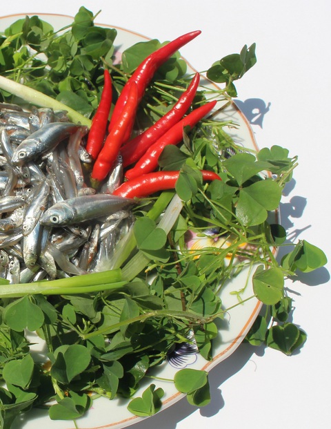 Canh cá cơm khô nấu lá me đất thời giãn cách - Ảnh 1. Canh cá cơm khô nấu lá me đất thời giãn cách - Ảnh 1.