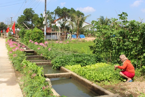 Canh tơm nấu rau dền cơm - Anh ăn một chén thảo thơm quê nhà… - Ảnh 3. Canh tơm nấu rau dền cơm - Anh ăn một chén thảo thơm quê nhà… - Ảnh 3.