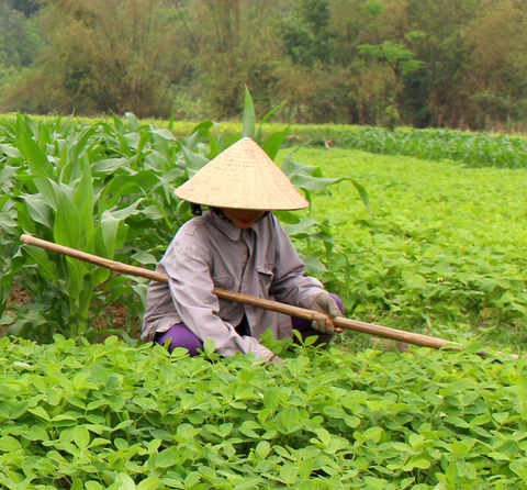 Canh tơm nấu rau dền cơm - Anh ăn một chén thảo thơm quê nhà… - Ảnh 2. Canh tơm nấu rau dền cơm - Anh ăn một chén thảo thơm quê nhà… - Ảnh 2.