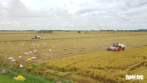 Giá lúa miền Tây đã tăng, giá tôm nơi cao chỗ thấp - Ảnh 1. Giá lúa miền Tây đã tăng, giá tôm nơi cao chỗ thấp - Ảnh 1.