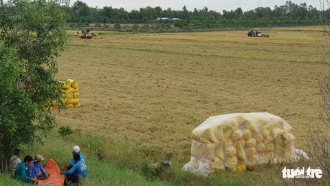 Giá lúa miền Tây đã tăng, giá tôm nơi cao chỗ thấp - Ảnh 3. Giá lúa miền Tây đã tăng, giá tôm nơi cao chỗ thấp - Ảnh 3.