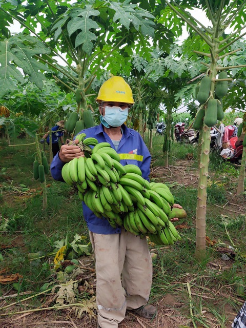 Nối tiếp Bắc Giang, nông sản từ Lào Cai, Vĩnh Phúc, Phú Thọ về tiếp sức thủ đô - Ảnh 2. Nối tiếp Bắc Giang, nông sản từ Lào Cai, Vĩnh Phúc, Phú Thọ về tiếp sức thủ đô - Ảnh 2.