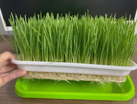 Trữ đông rau, làm giá đỗ, trồng hành thủy canh… cho 7 ngày ai ở đâu ở đó - Ảnh 5. Trữ đông rau, làm giá đỗ, trồng hành thủy canh… cho 7 ngày ai ở đâu ở đó - Ảnh 5.