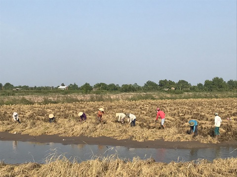 Đề xuất cứu lúa gạo miền Tây bằng luồng xanh đường thủy - Ảnh 1. Đề xuất cứu lúa gạo miền Tây bằng luồng xanh đường thủy - Ảnh 1.