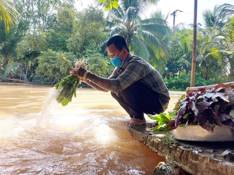 Bỏ tiền túi trồng vườn rau sạch tặng dân vùng dịch - Ảnh 6. Bỏ tiền túi trồng vườn rau sạch tặng dân vùng dịch - Ảnh 6.