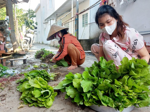 Bỏ tiền túi trồng vườn rau sạch tặng dân vùng dịch - Ảnh 3. Bỏ tiền túi trồng vườn rau sạch tặng dân vùng dịch - Ảnh 3.