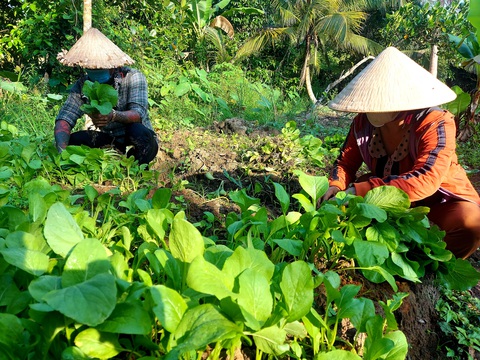 Bỏ tiền túi trồng vườn rau sạch tặng dân vùng dịch - Ảnh 1. Bỏ tiền túi trồng vườn rau sạch tặng dân vùng dịch - Ảnh 1.