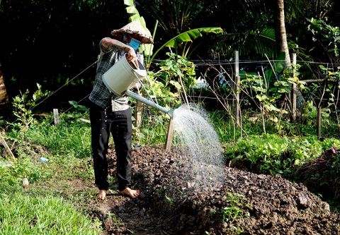 Bỏ tiền túi trồng vườn rau sạch tặng dân vùng dịch - Ảnh 4. Bỏ tiền túi trồng vườn rau sạch tặng dân vùng dịch - Ảnh 4.