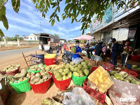 Đắk Lắk kêu gọi doanh nghiệp cấp đông sầu riêng trữ qua dịch - Ảnh 1. Đắk Lắk kêu gọi doanh nghiệp cấp đông sầu riêng trữ qua dịch - Ảnh 1.